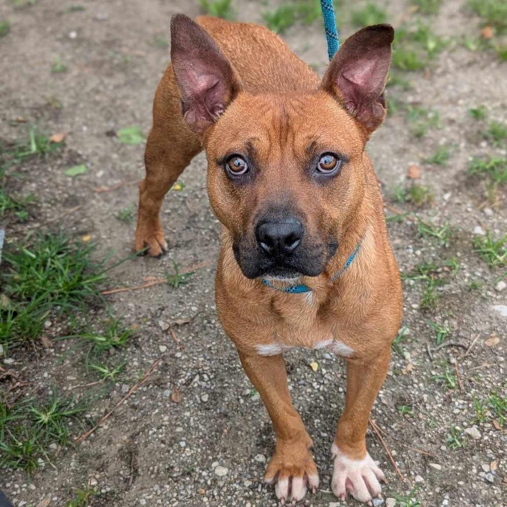 Enlarge Tito, a Adoptable Mixed Breed in Madison, WI image 2/6