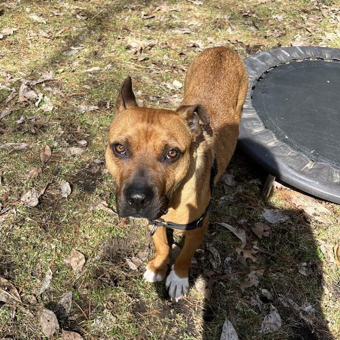 Enlarge Tito, a Adoptable Mixed Breed in Madison, WI image 4/6