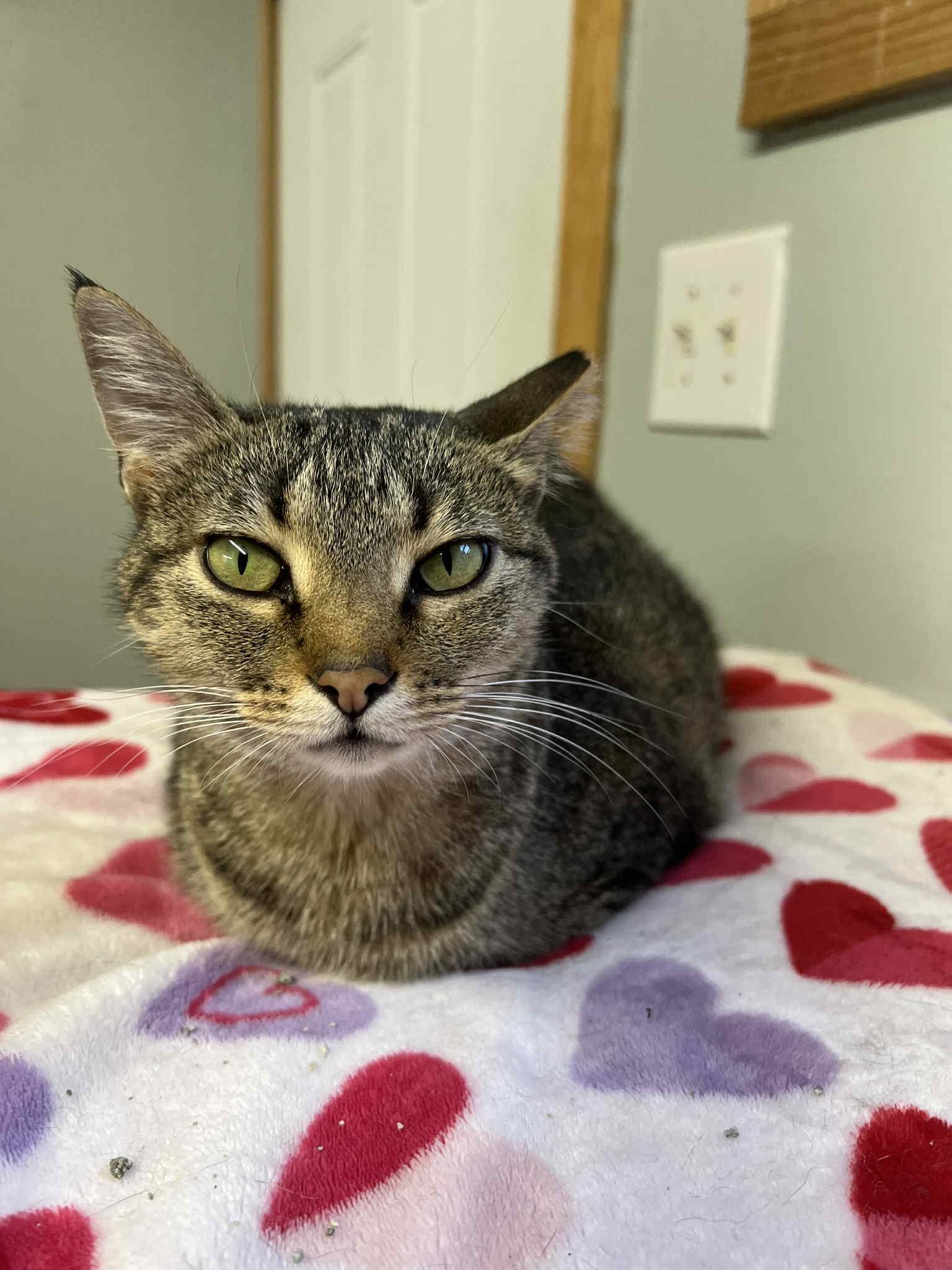 Enlarge Jellybean, a Adoptable mixed breed in Anderson, IN image 1/1