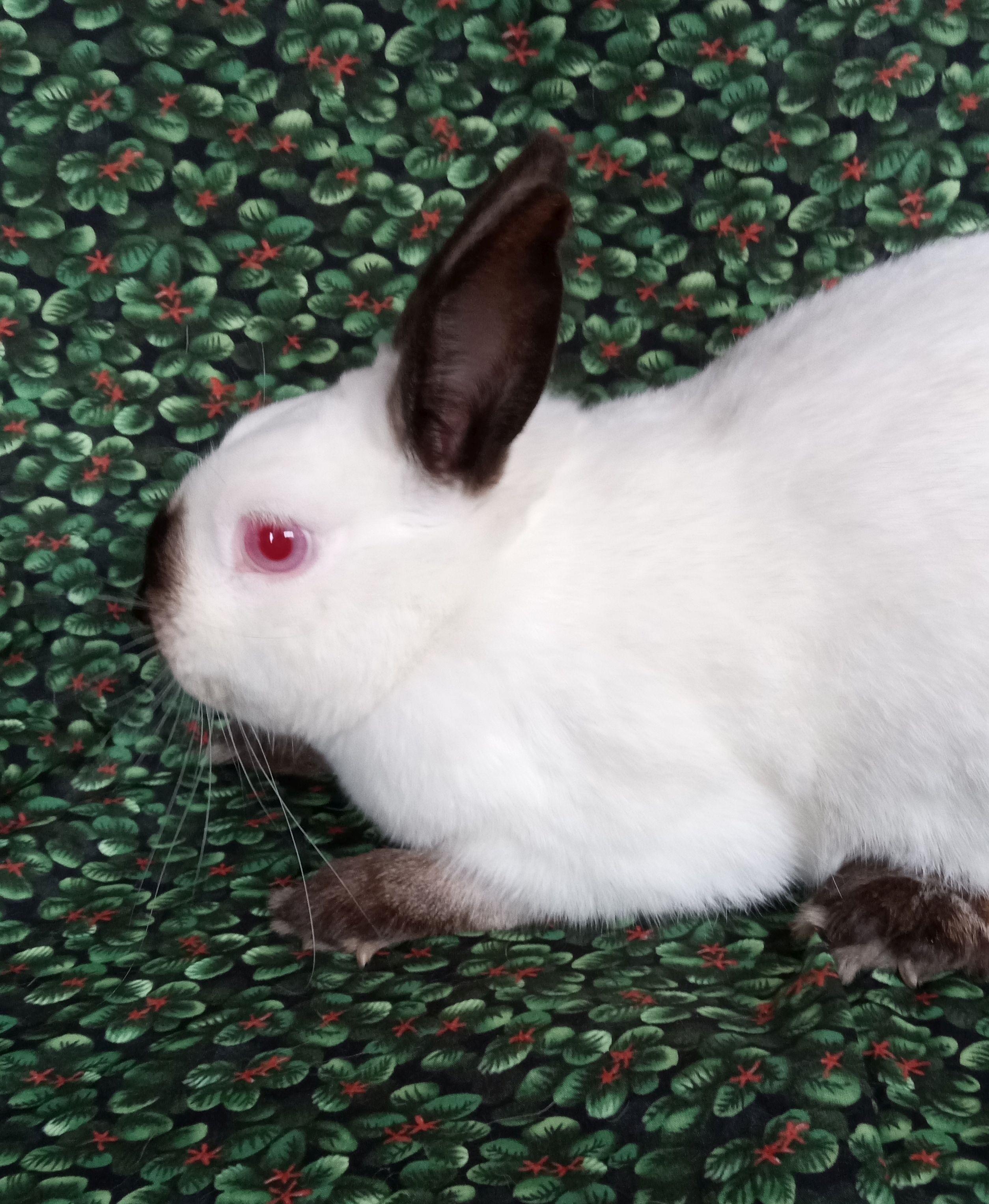 Enlarge Charles, a ADOPTABLE Californian in Goleta, CA image 1/1