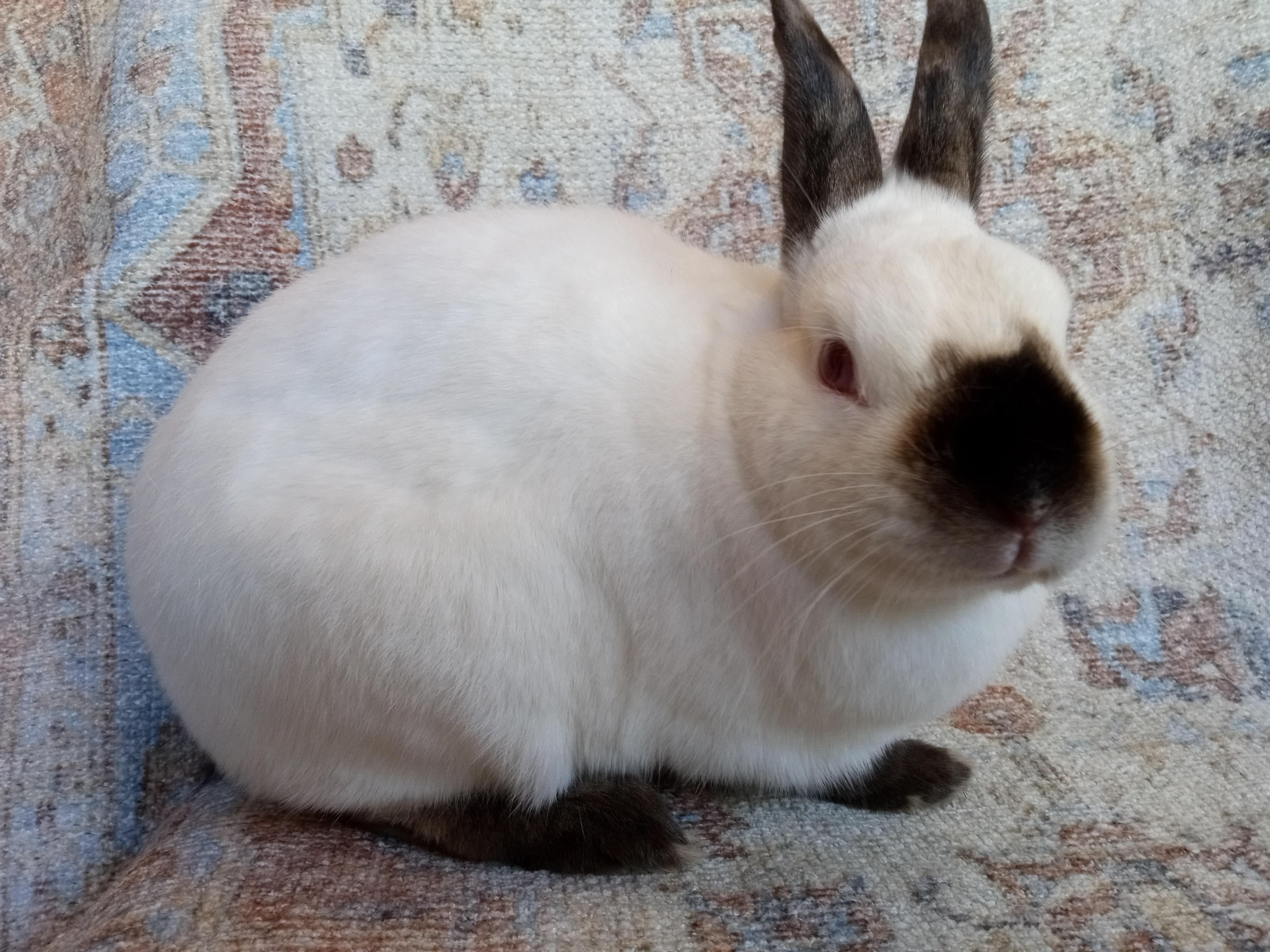 Enlarge Charles, a ADOPTABLE Californian in Goleta, CA image 2/2