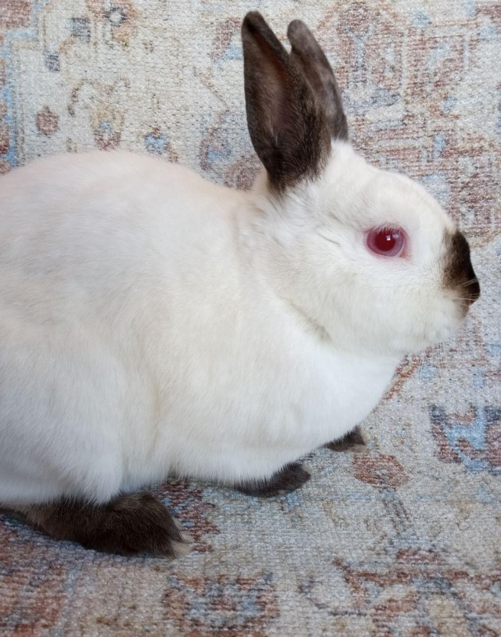 Charles, ADOPTABLE, Adult Male Californian.