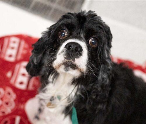 Enlarge Bella H 26107, a Adoptable Cocker Spaniel in Parker, CO image 1/1