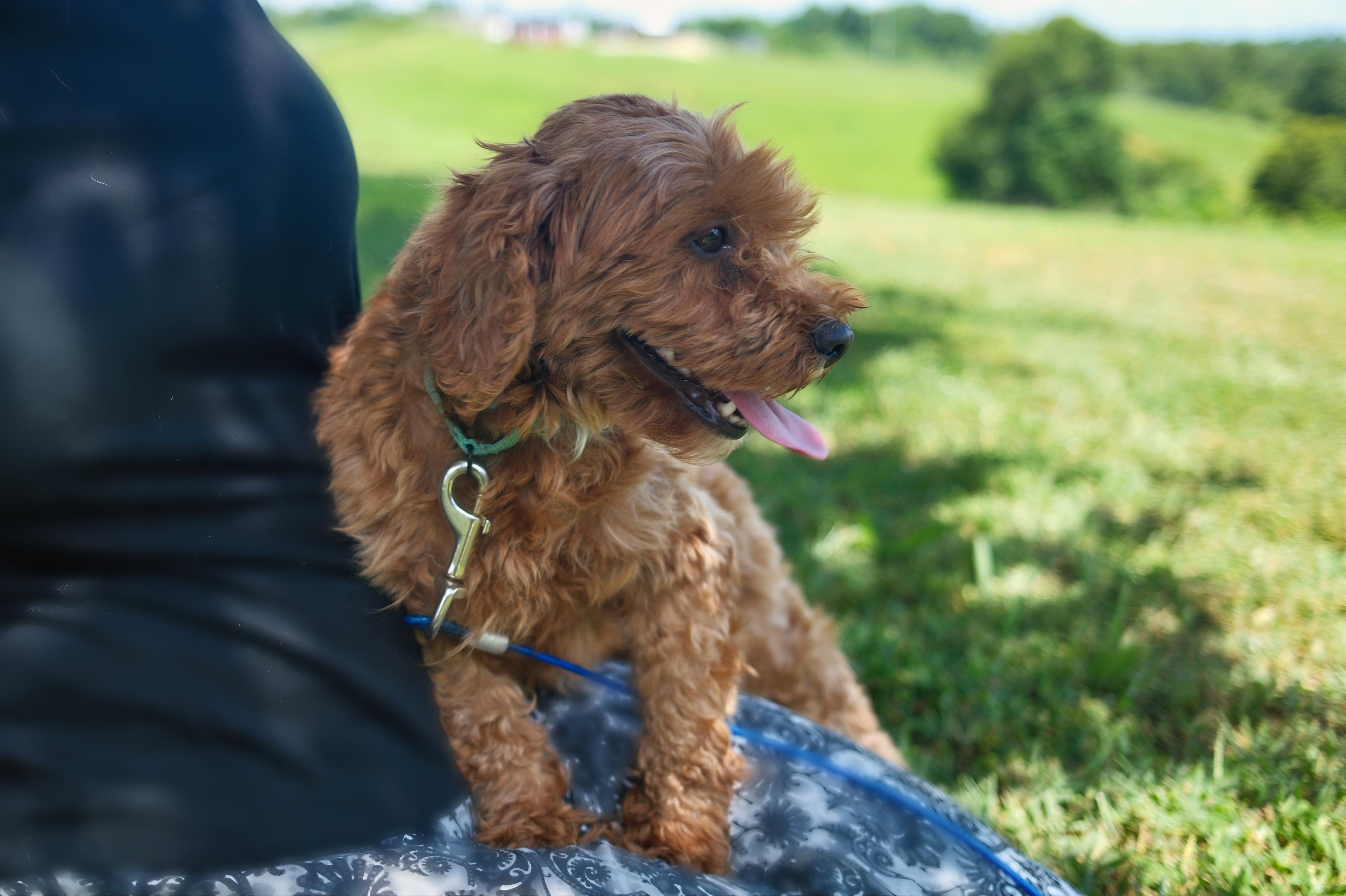 Louisa, an adoptable Cavapoo in Gradyville, KY, 42742 | Photo Image 3