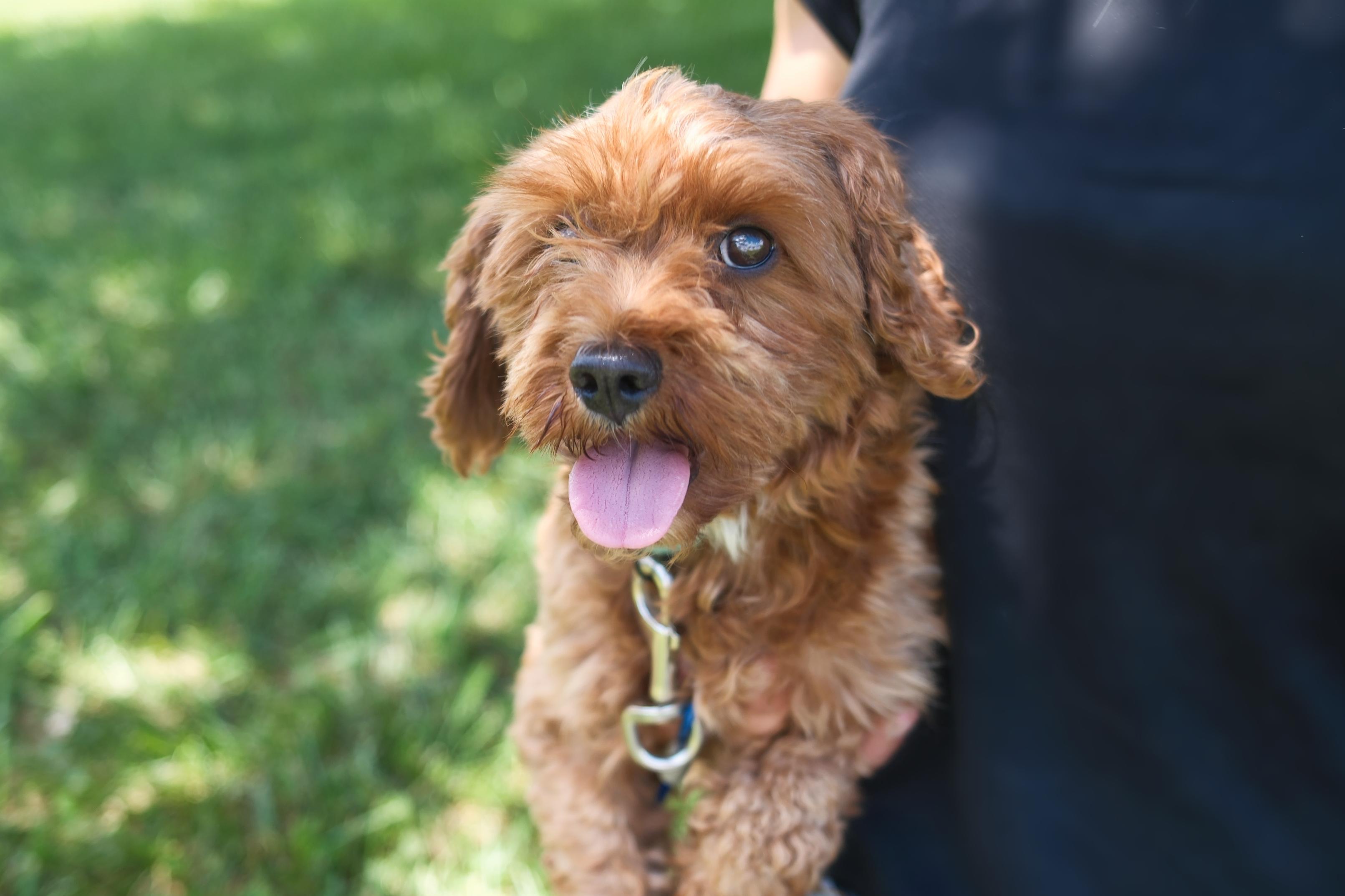 Louisa, an adoptable Cavapoo in Gradyville, KY, 42742 | Photo Image 1