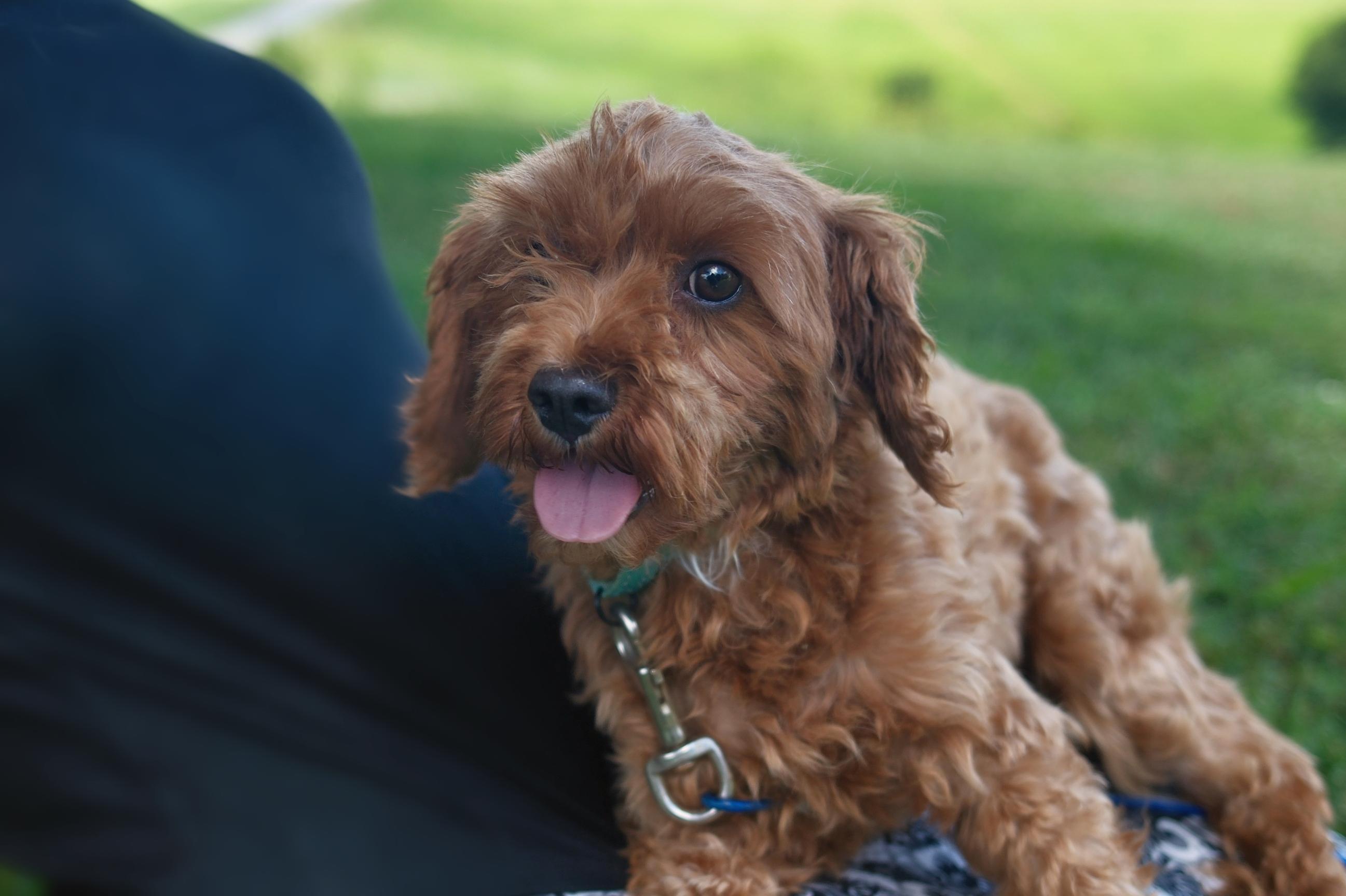 Louisa, an adoptable Cavapoo in Gradyville, KY, 42742 | Photo Image 4