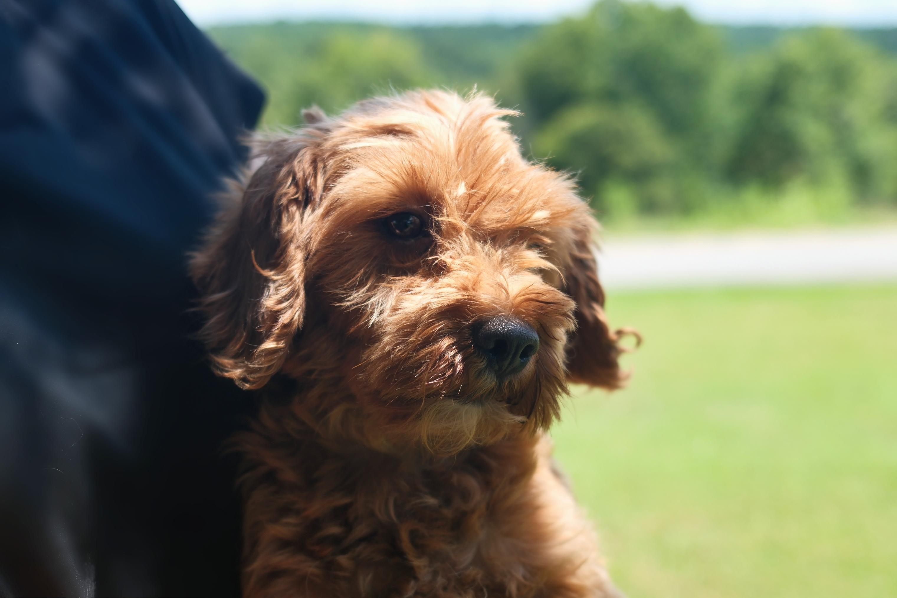 Louisa, an adoptable Cavapoo in Gradyville, KY, 42742 | Photo Image 2