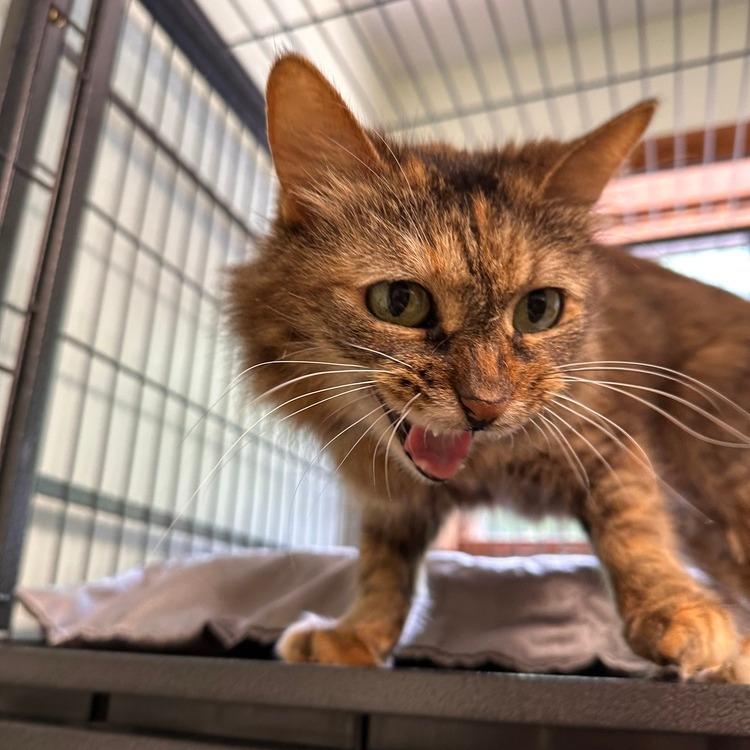 Enlarge Honey, a Adoptable Domestic Long Hair in Greensburg, PA image 1/1