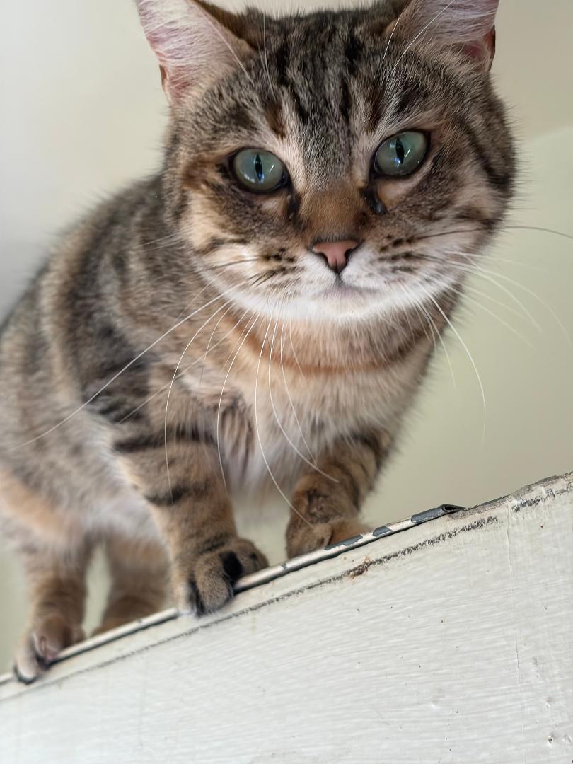 Emma, a ADOPTABLE Tabby in Oakland, CA image 3/4