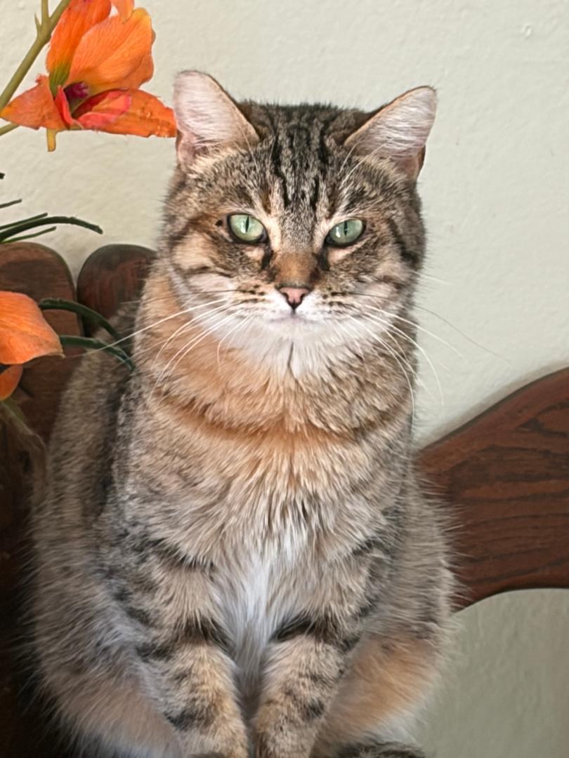 Emma, a ADOPTABLE Tabby in Oakland, CA image 1/4