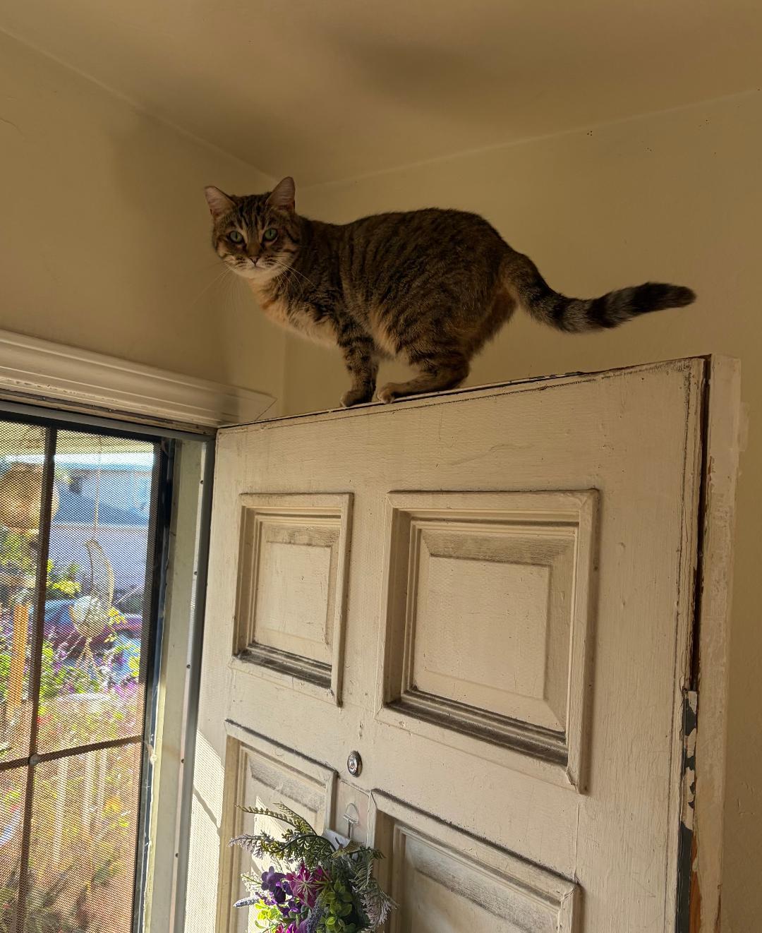 Emma, a ADOPTABLE Tabby in Oakland, CA image 4/4