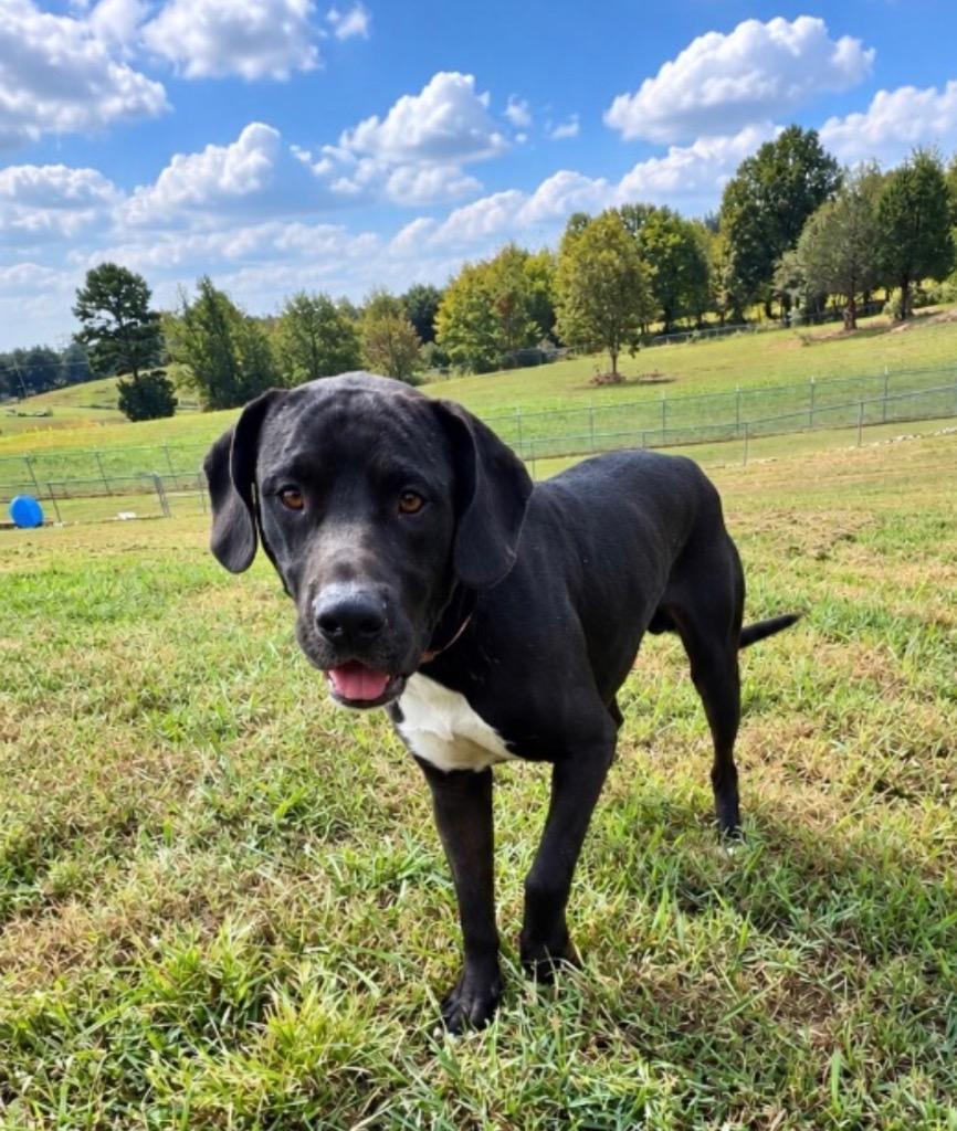 Dirty Dan, Adoptable, Young Male Great Dane & Pit Bull Terrier.