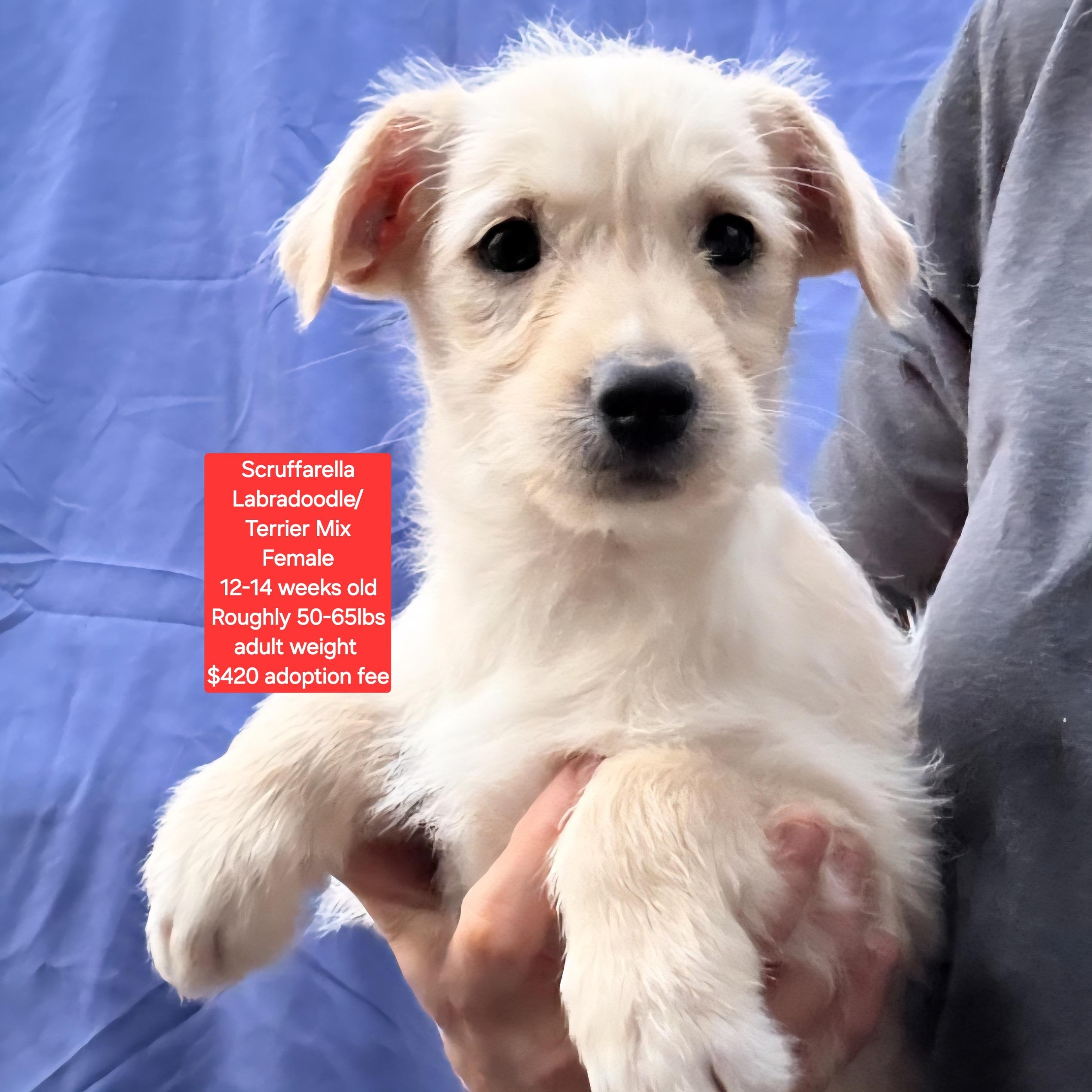 Scruffarella, ADOPTABLE, Puppy Female Labradoodle & Terrier.