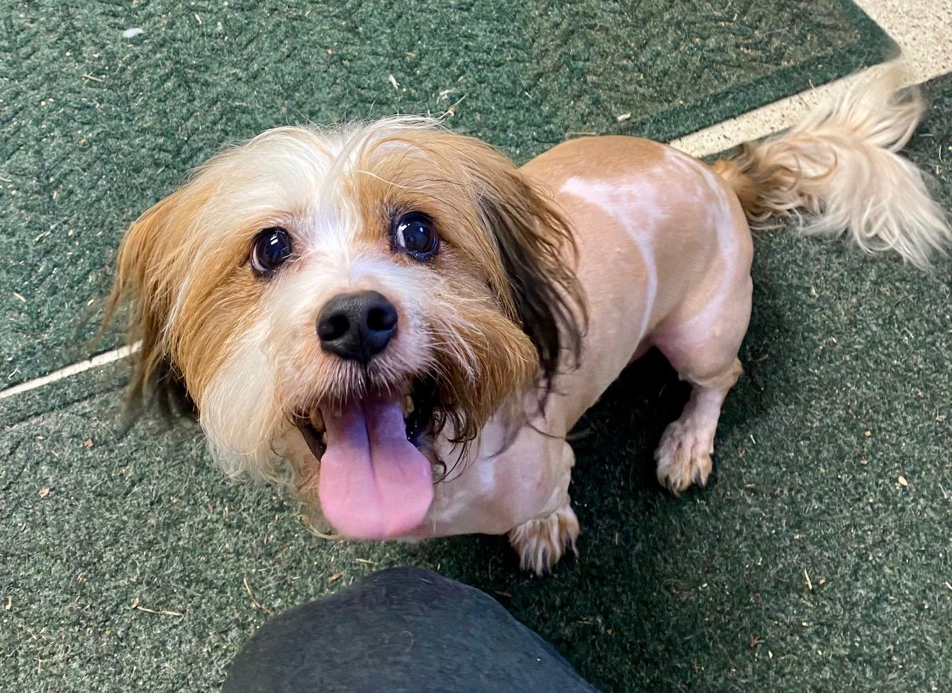 COURTESY POST FOR WASA:  ROCKET