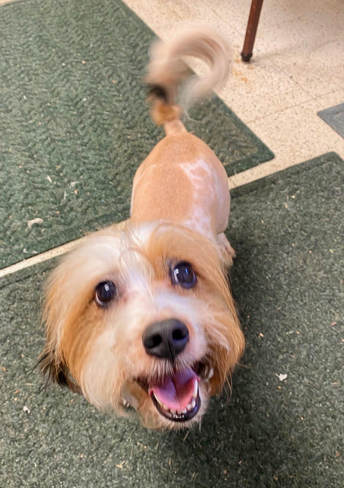 COURTESY POST FOR WASA:  ROCKET