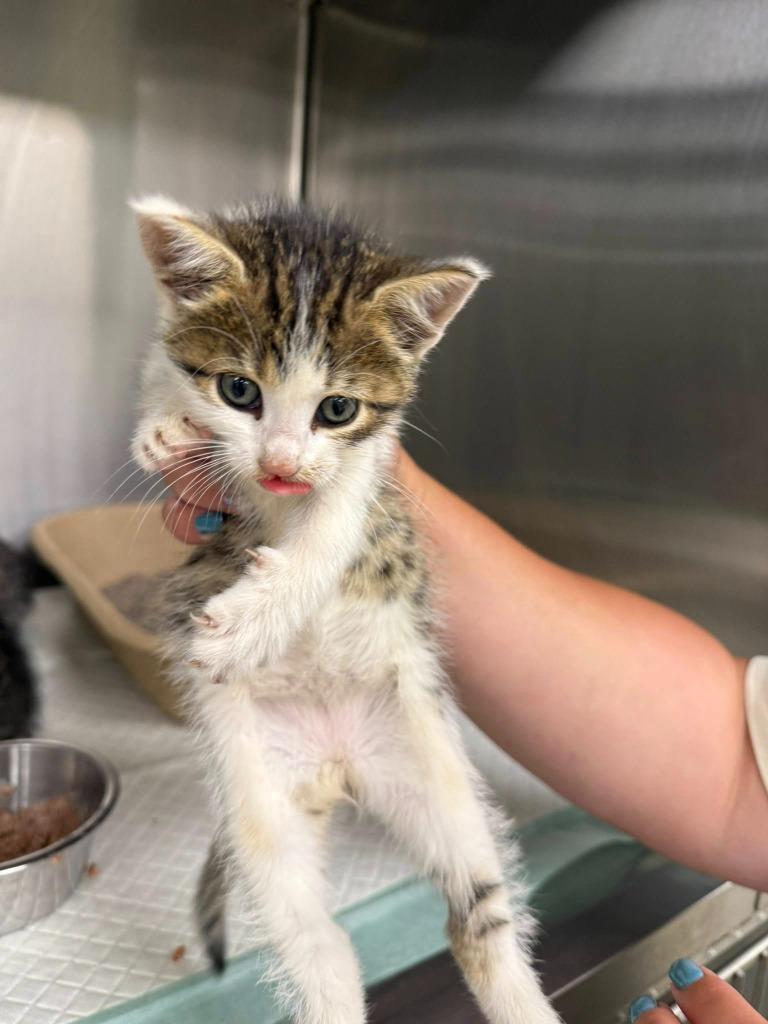 Delaney, Adopted, Kitten Female Tabby.