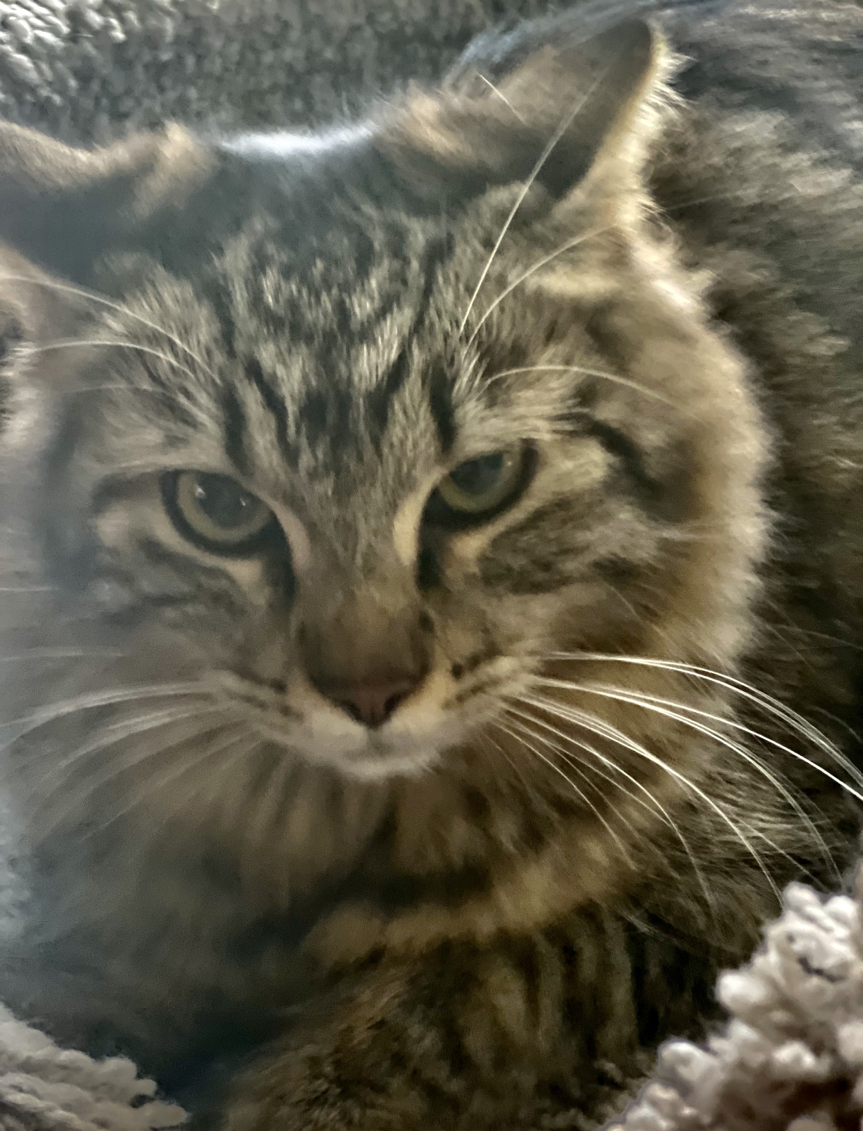 Bunny (bonded to Miss Mittens)