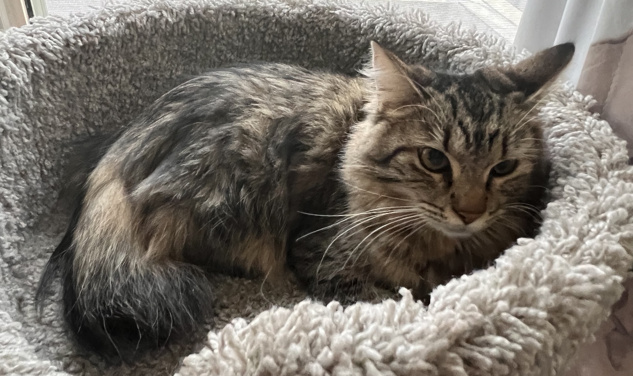 Bunny (bonded to Miss Mittens) — thumbnail 2