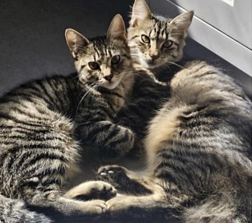 Bunny (bonded to Miss Mittens) — thumbnail 3