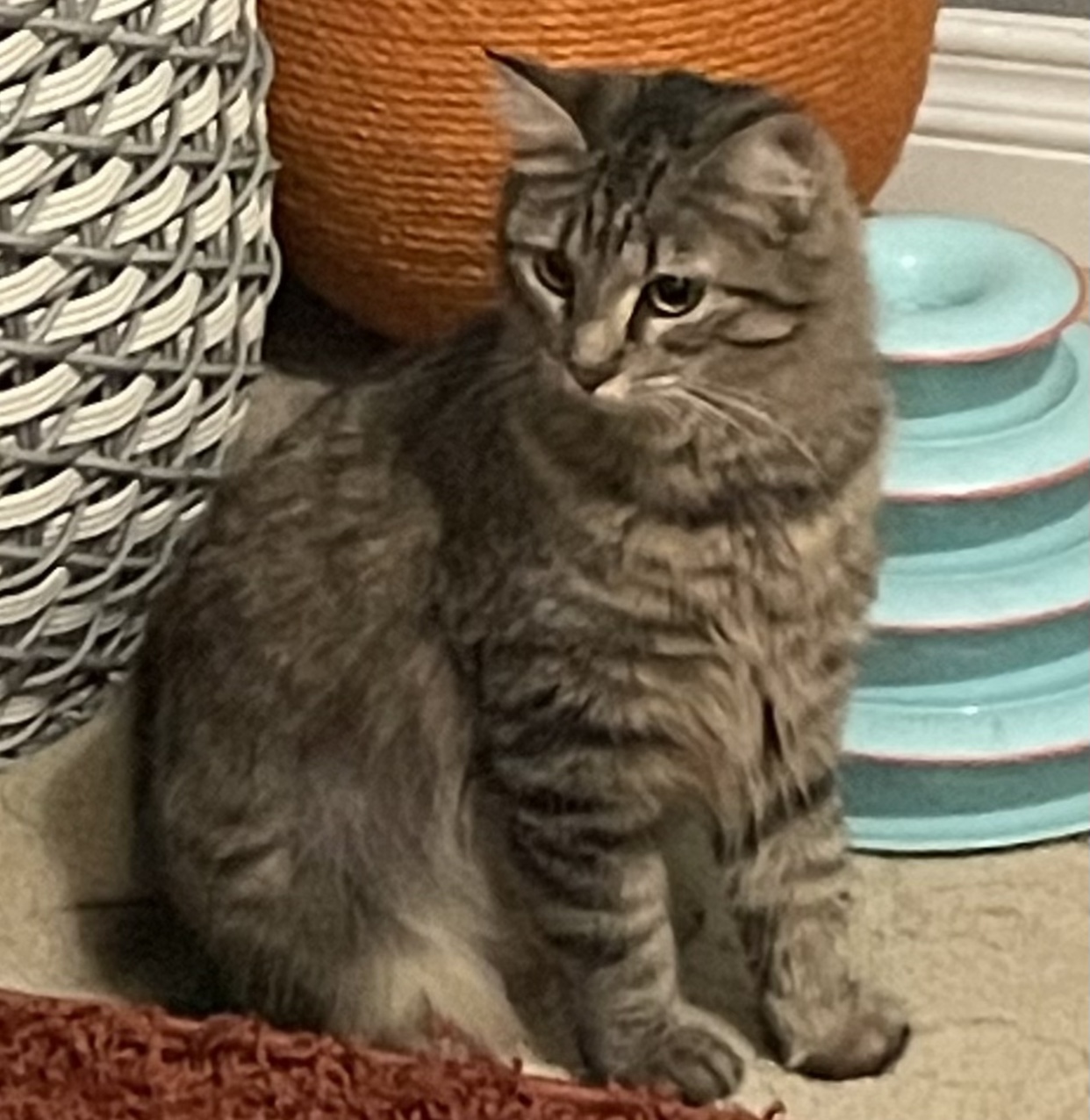 Bunny (bonded to Miss Mittens) — thumbnail 4