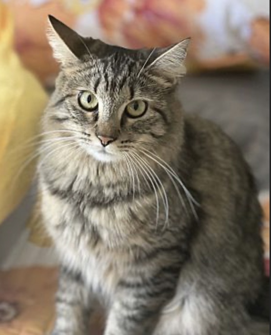 Bunny (bonded to Miss Mittens) — thumbnail 5