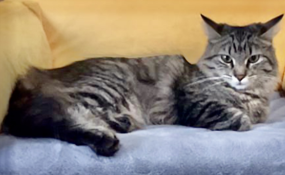 Bunny (bonded to Miss Mittens) — thumbnail 6