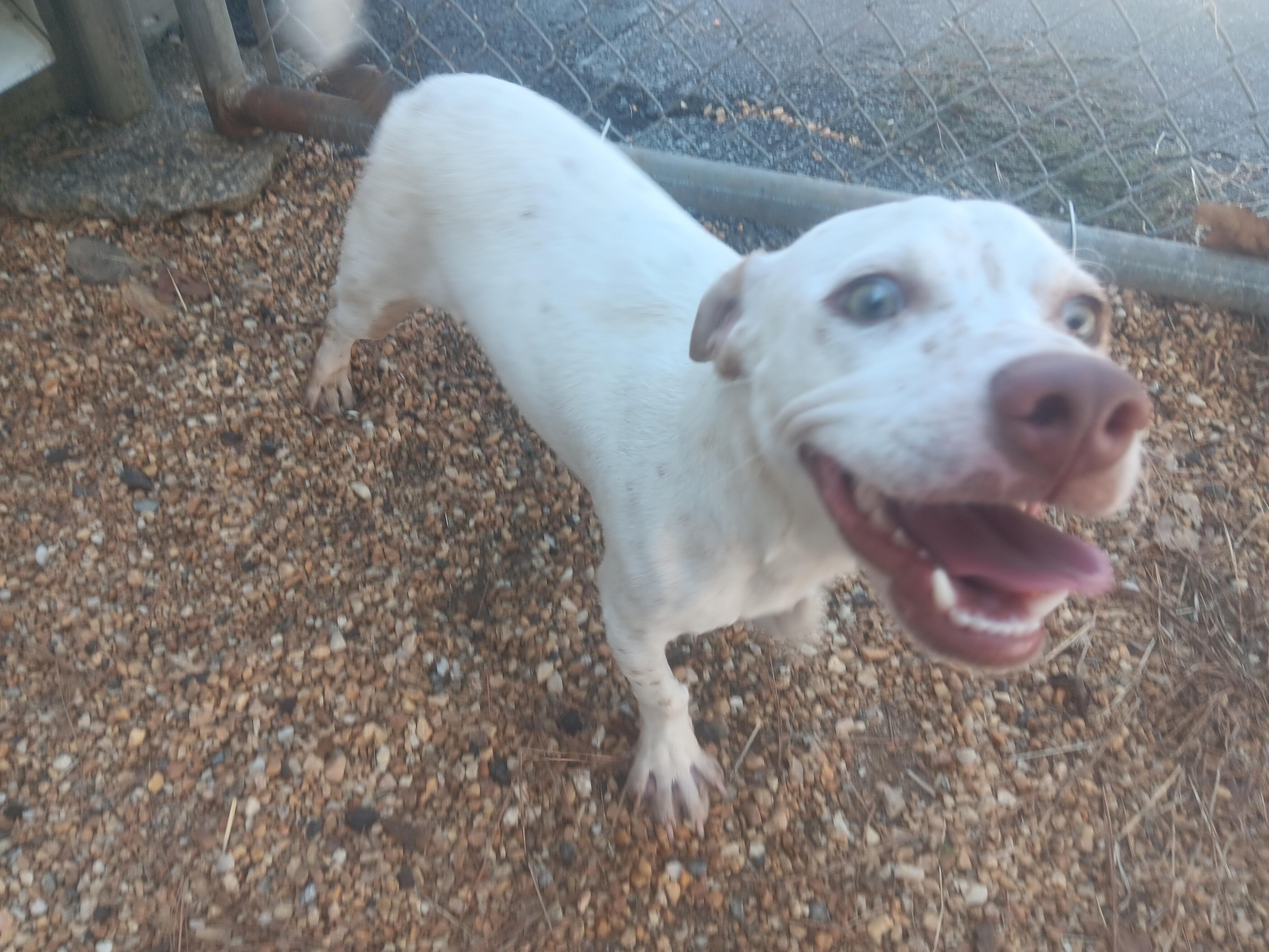 Linus, Adoptable, Young Male Mixed Breed.