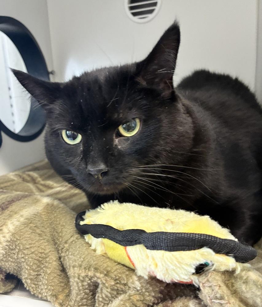 James, adopted, Adult Male Domestic Short Hair.