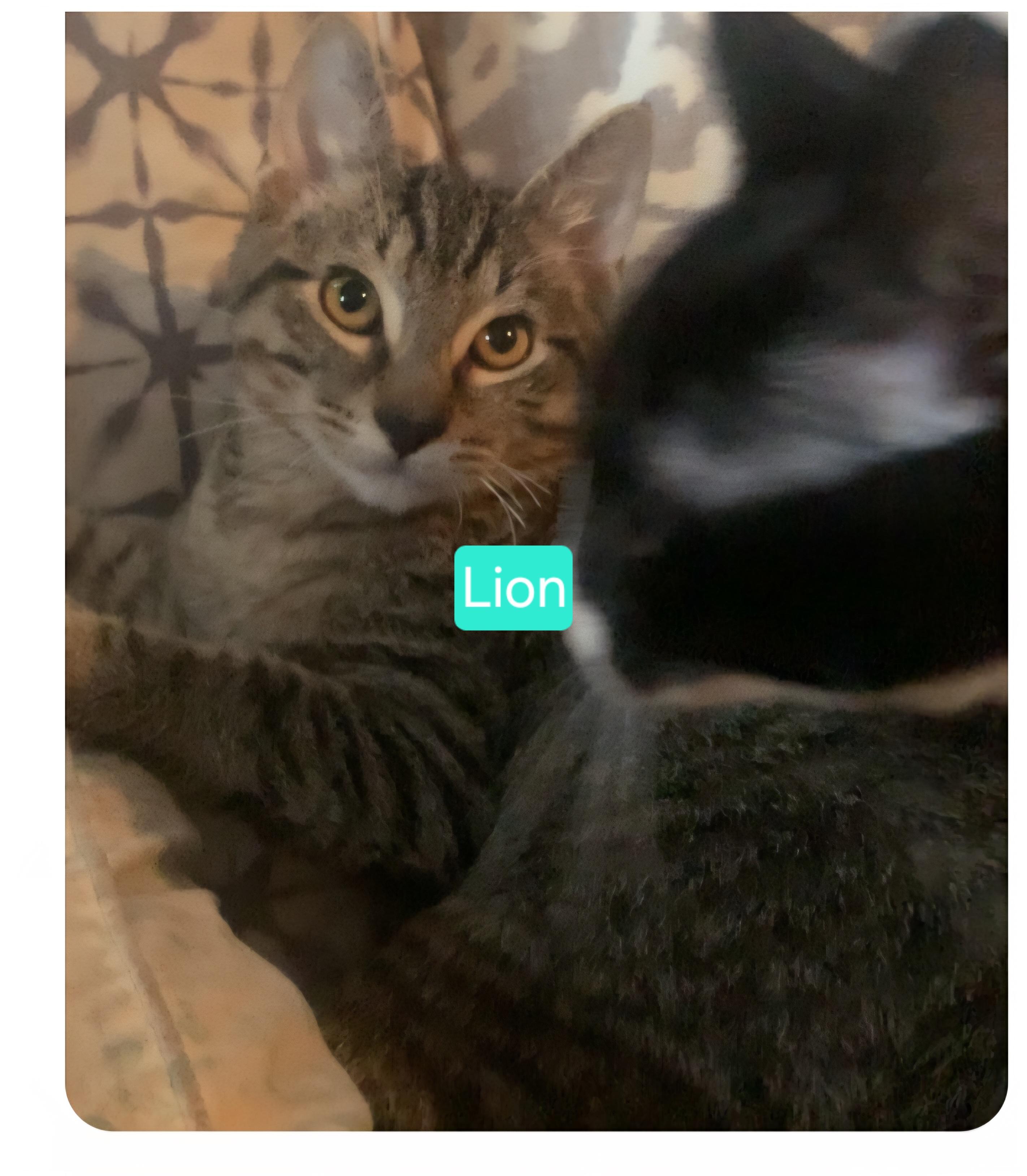 Lion, ADOPTABLE, Young Male Domestic Short Hair.