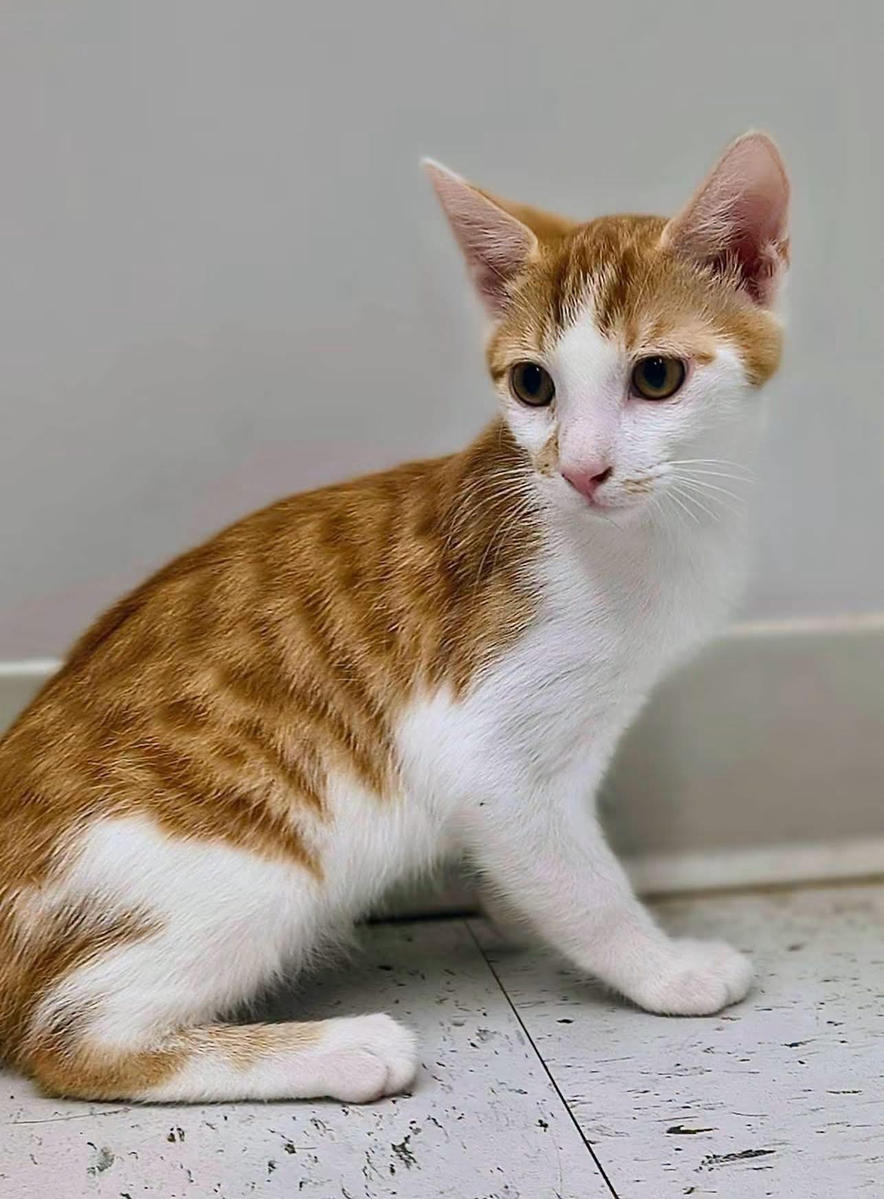 Piper, Adoptable, Young Male Domestic Short Hair.