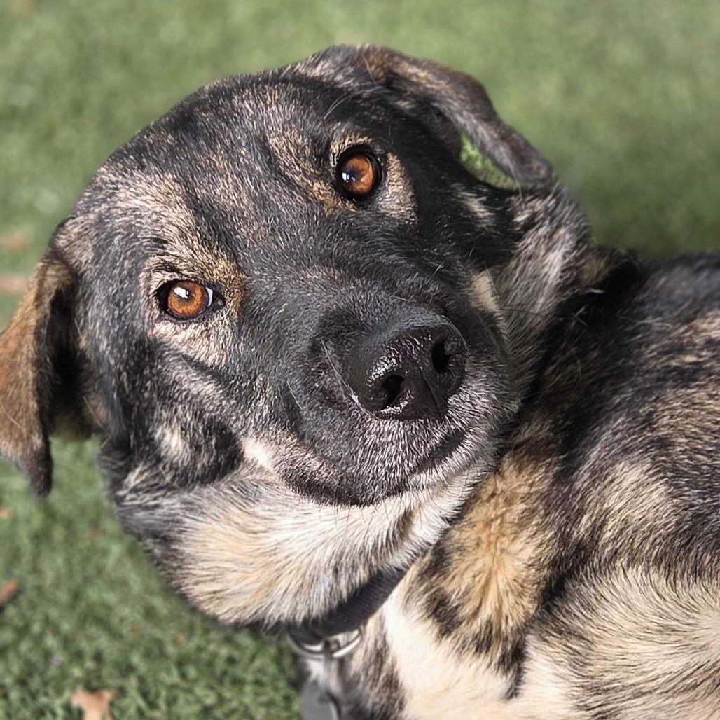 Willow, Adoptable, Adult Female Shepherd & Mixed Breed.