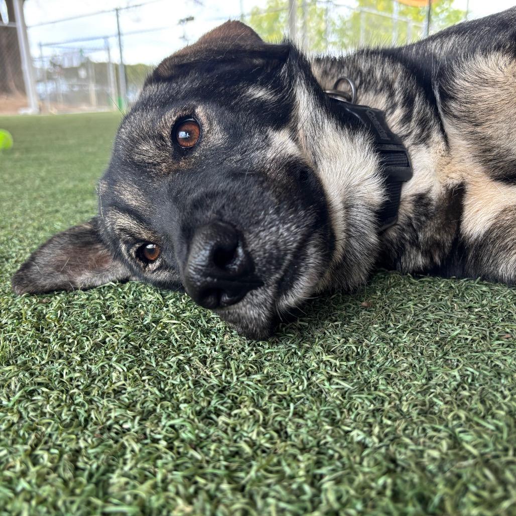 Willow, a Adoptable mixed breed in Naperville, IL image 2/6