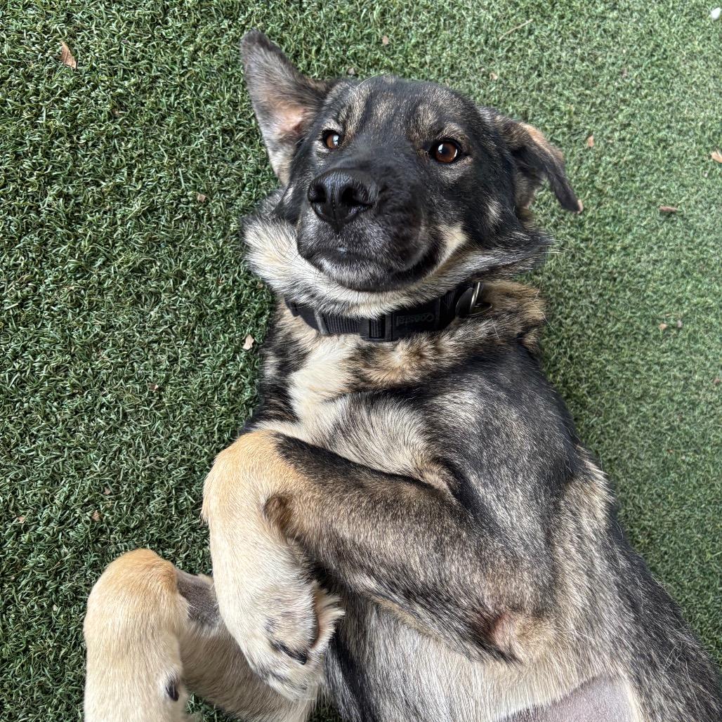 Willow, a Adoptable mixed breed in Naperville, IL image 3/6