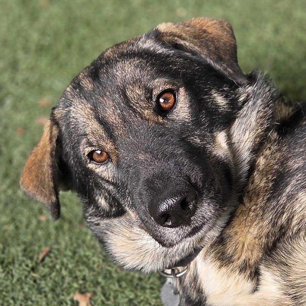 Willow, a Adoptable mixed breed in Naperville, IL image 4/6