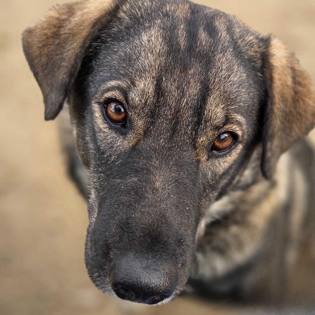 Willow, a Adoptable mixed breed in Naperville, IL image 5/6