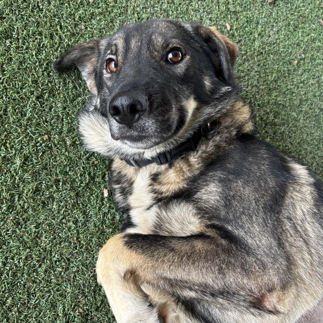 Willow, a Adoptable mixed breed in Naperville, IL image 6/6