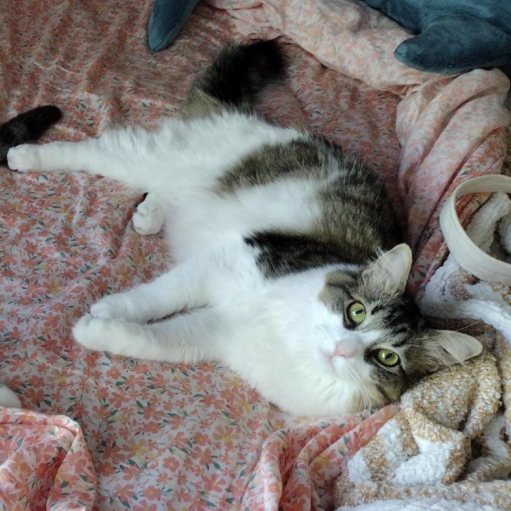 Twirl, Adoptable, Adult Female Domestic Long Hair.