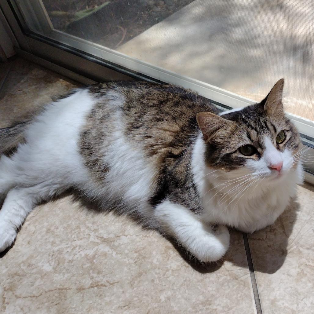 Twirl, a Adoptable Domestic Long Hair in Las Vegas, NV image 2/5