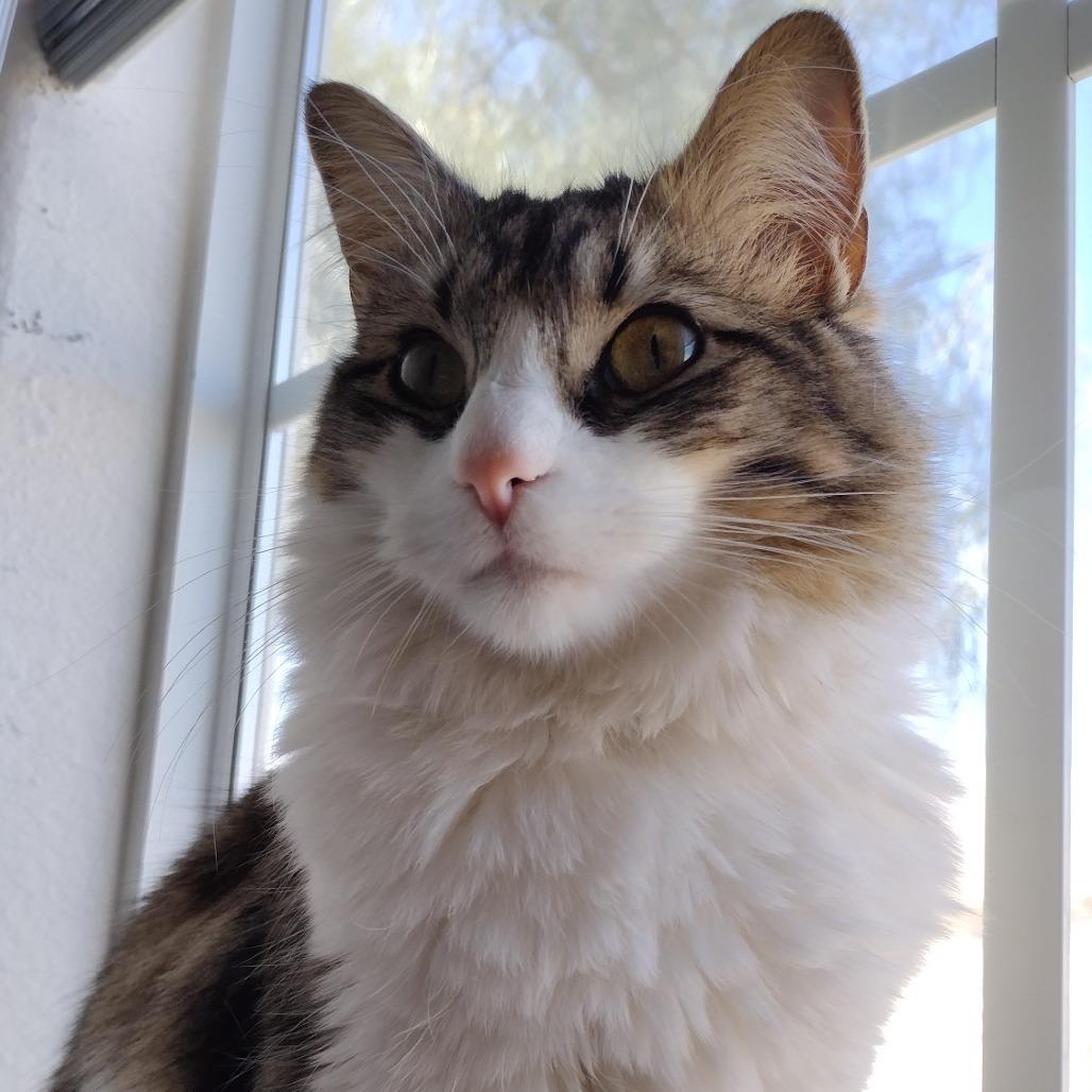 Twirl, a Adoptable Domestic Long Hair in Las Vegas, NV image 3/5