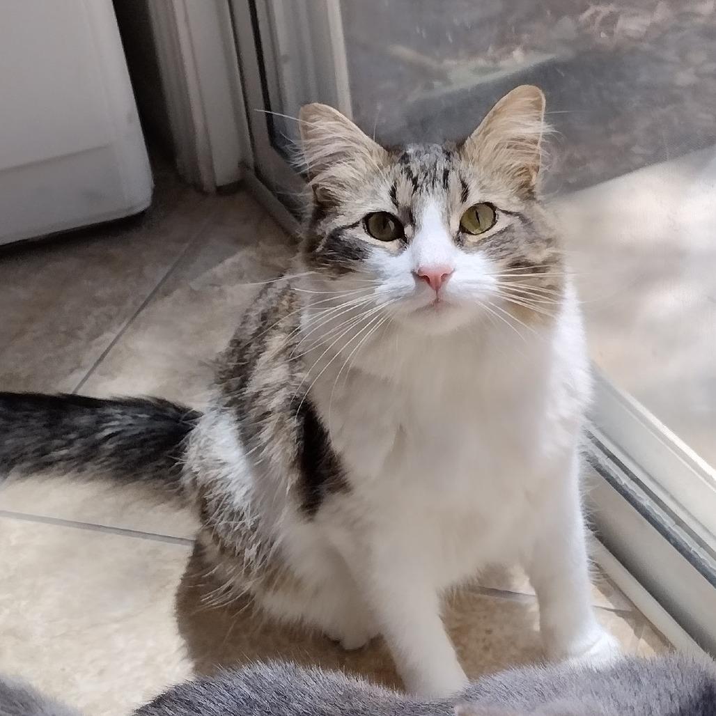 Twirl, a Adoptable Domestic Long Hair in Las Vegas, NV image 5/5