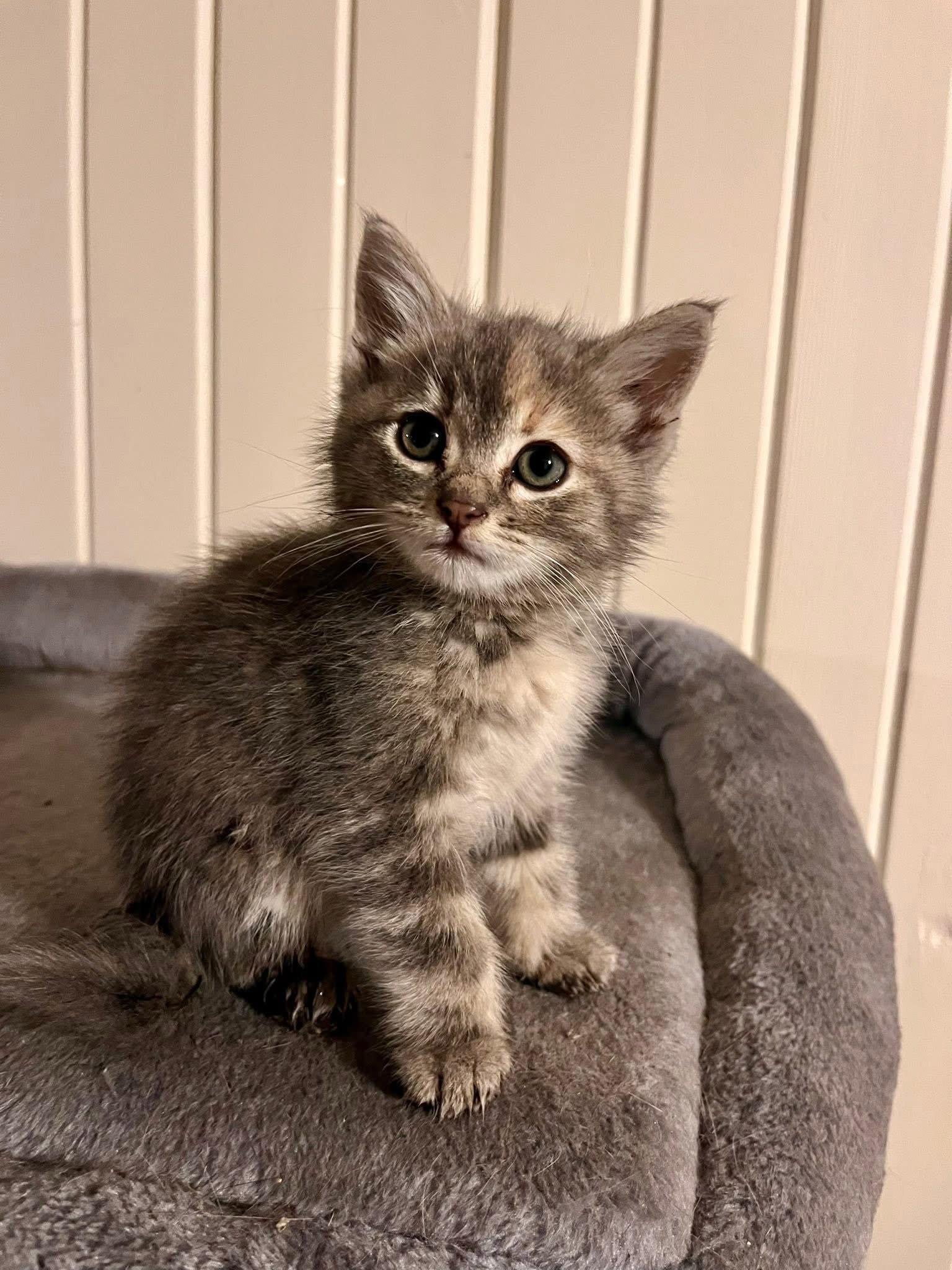 Enlarge The T Litter-Tulip, a Adoptable mixed breed in Mattoon, IL image 1/1