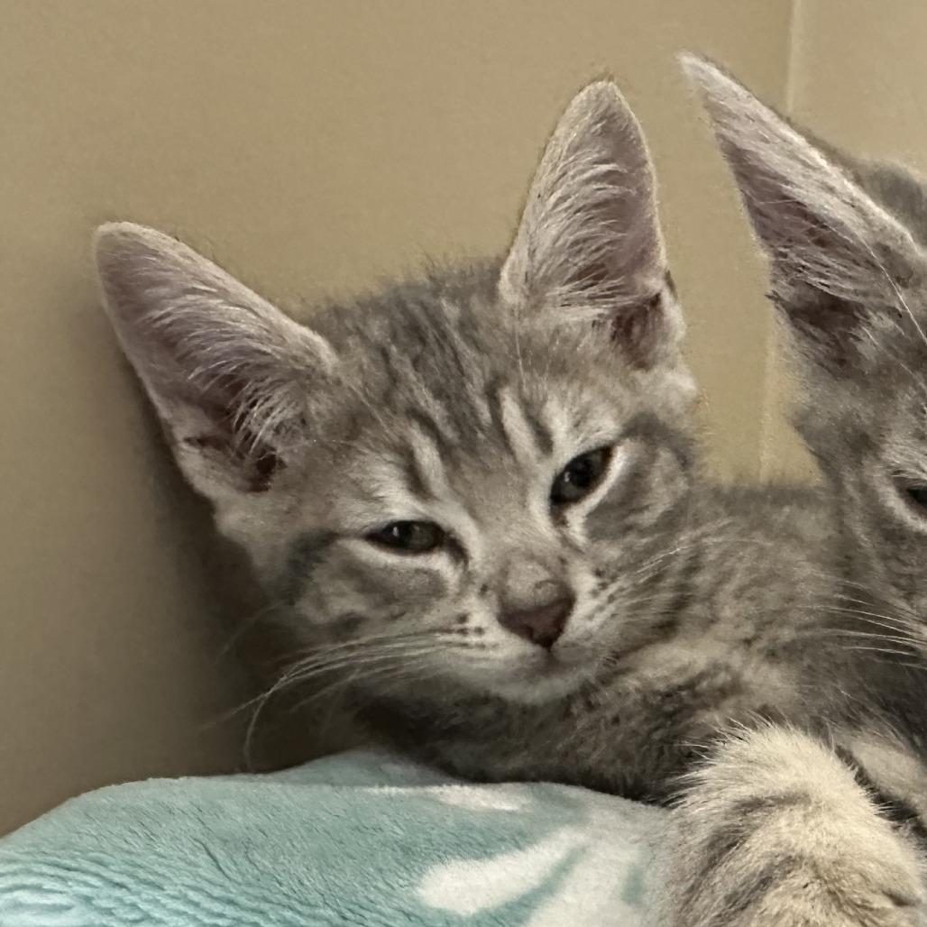 Bellamy, Adoptable, Kitten Male Domestic Short Hair.