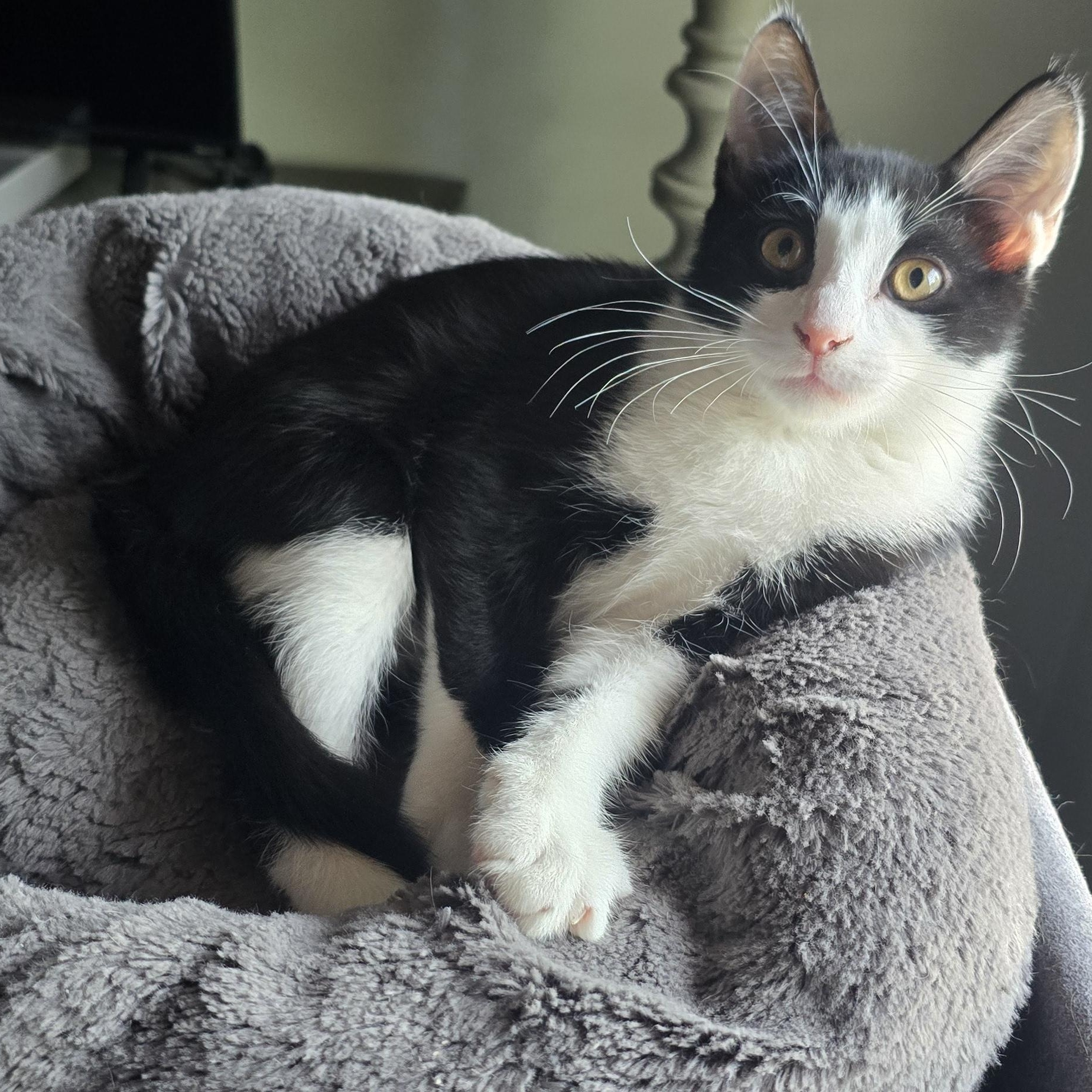 Romeo, adoptable, Kitten Male Domestic Short Hair.