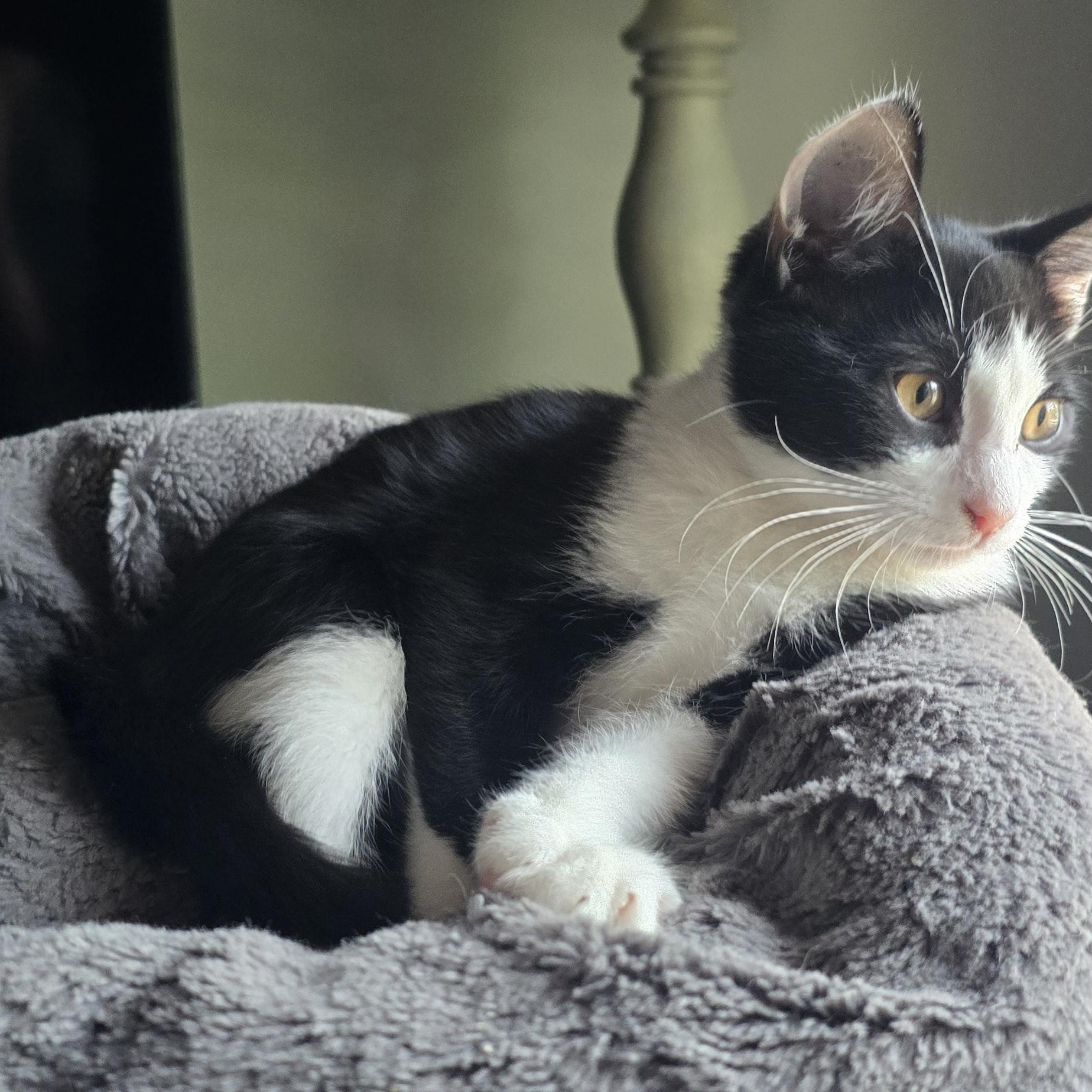 Enlarge Romeo, an adoptable Domestic Short Hair in Eagan, MN image 2/5