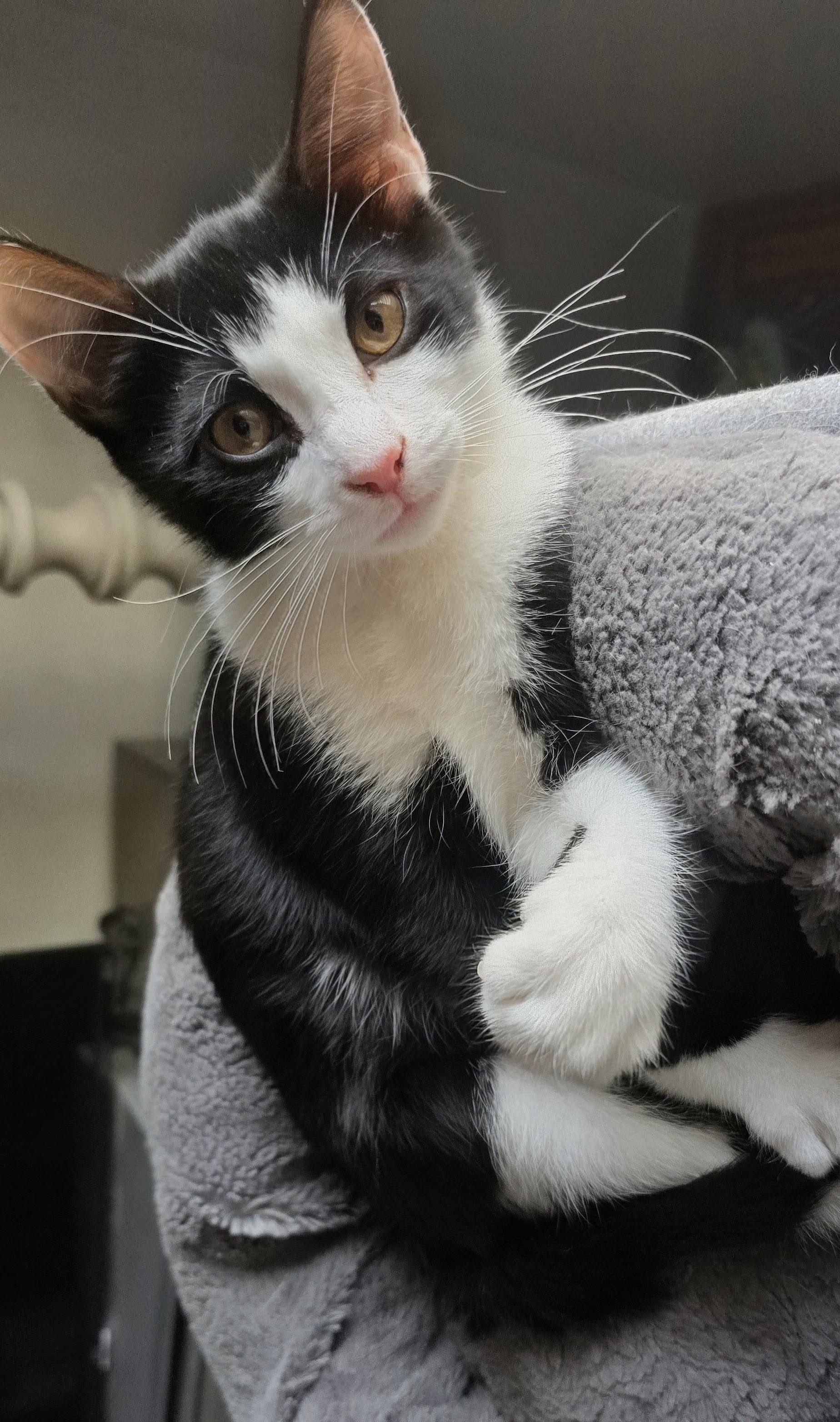 Enlarge Romeo, an adoptable Domestic Short Hair in Eagan, MN image 3/5