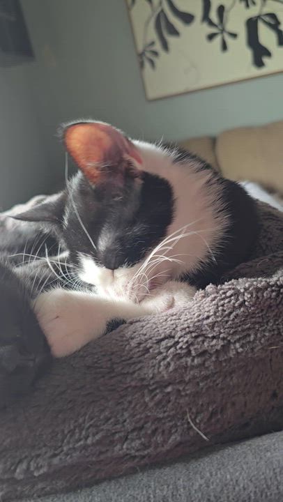 Enlarge Romeo, an adoptable Domestic Short Hair in Eagan, MN video 5/5