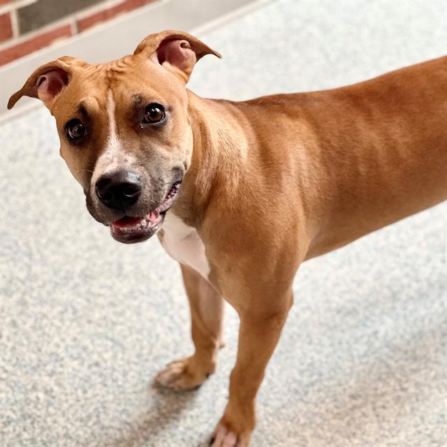 LUNA, Adoptable, Young Female Mixed Breed.