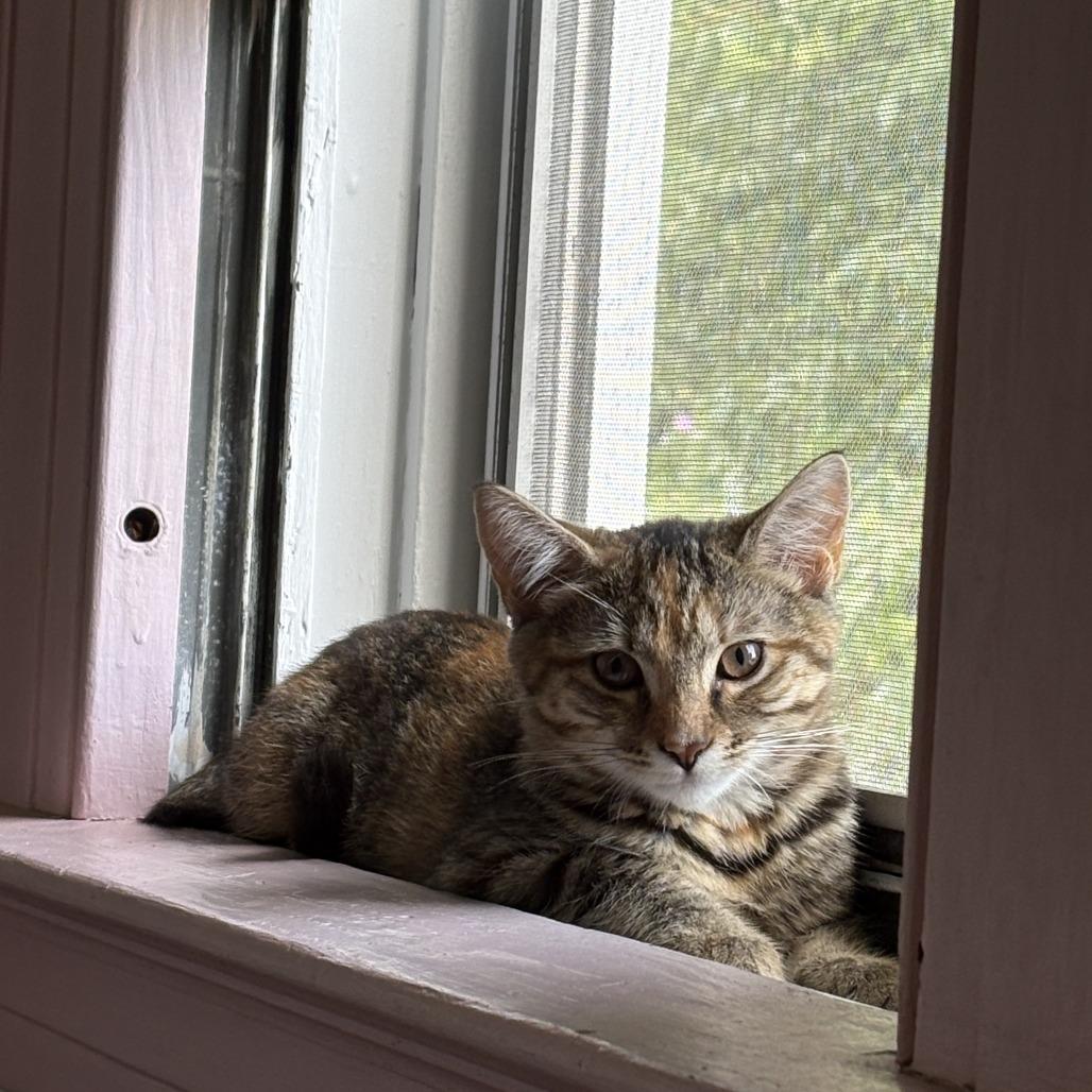 26-184 Viola, Adoptable, Kitten Female Domestic Short Hair.