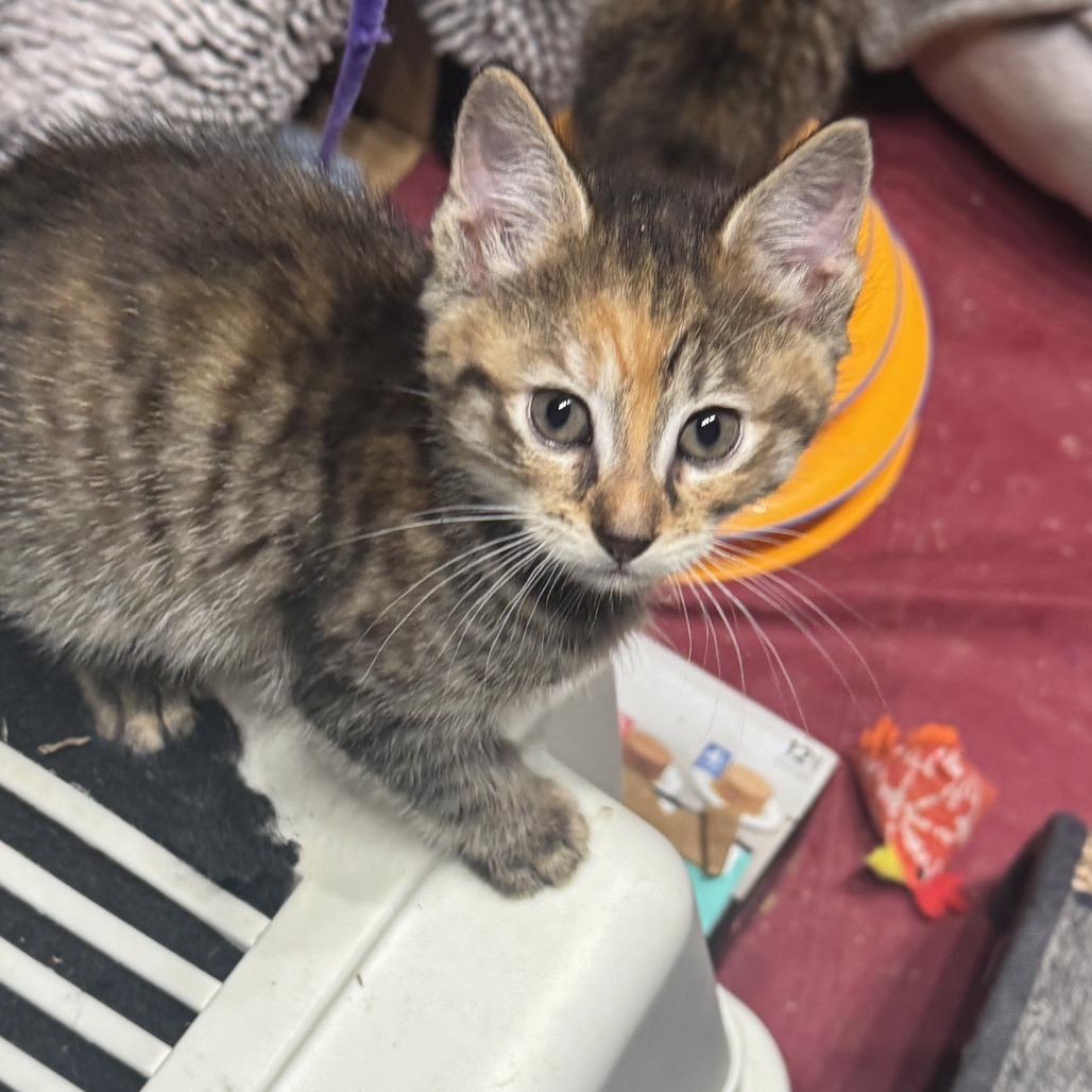 26-184 Viola, a Adoptable Domestic Short Hair in North Branford, CT image 2/5