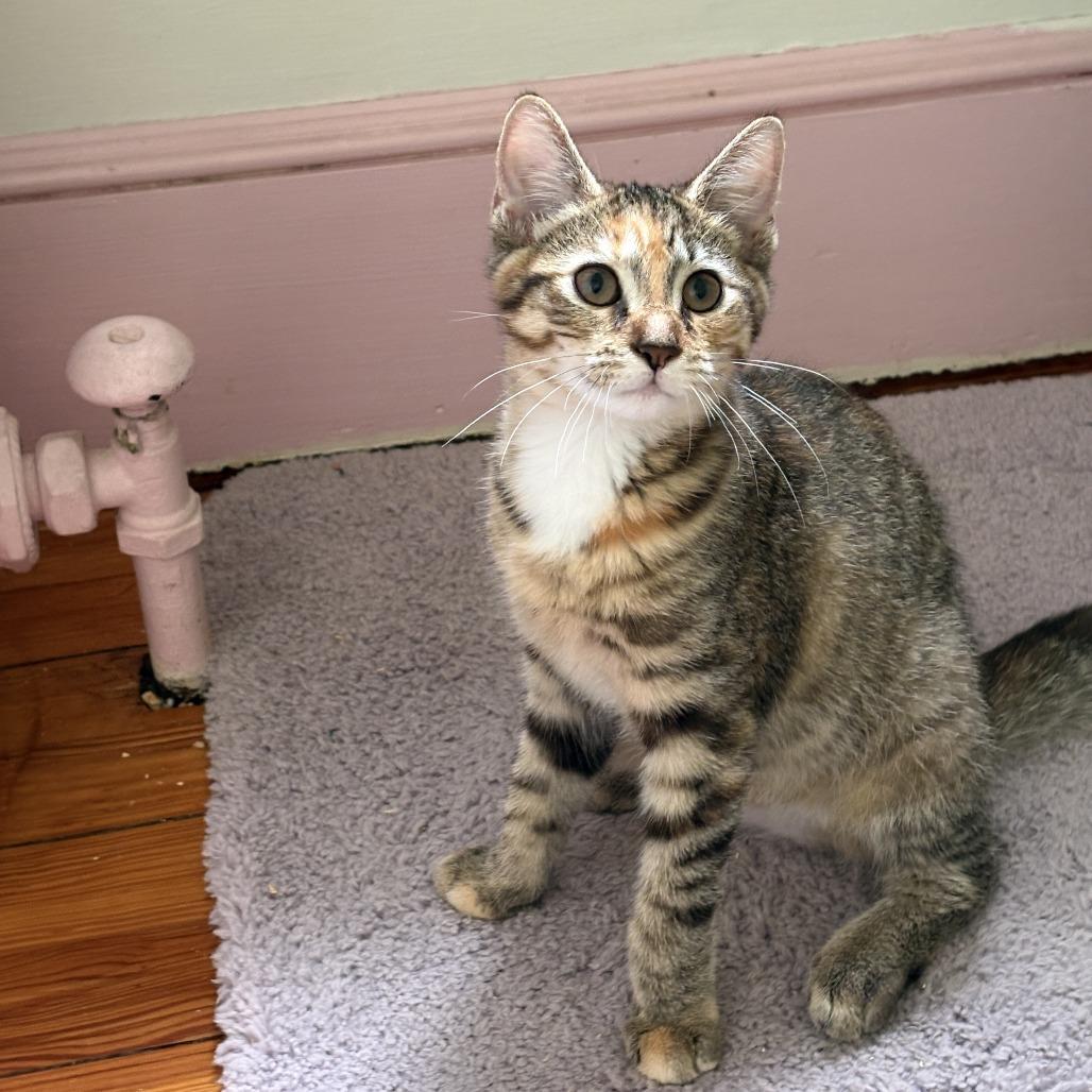 26-184 Viola, a Adoptable Domestic Short Hair in North Branford, CT image 4/5